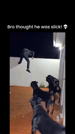 TheViralLab on Instagram: "Under the cloak of night, a lone figure attempts clandestine entry into a residential space, exhibiting behaviors typical of an opportunistic predator. The initial phase is characterized by an assessment of the environment after breaching the perimeter. However, the presence of four Rottweilers immediately shifts the dynamic. These canines, highly adapted for territorial defense, initially engage in a silent, collective observation, a critical phase of threat evaluatio