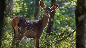 9.9K views · 373 reactions | Hai mai udito il bramito di un cervo? Nel Parco Nazionale delle Foreste Casentinesi è possibile ascoltarlo anche nei punti più remoti dell'area protetta... | Parco Nazionale Foreste Casentinesi | Facebook