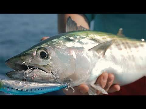 How to Troll for Atlantic Bonito | High-Speed Trolling with Deep Divers