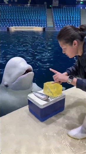 The Mysterious Tale of a Beluga Whale's Communication Dilemma