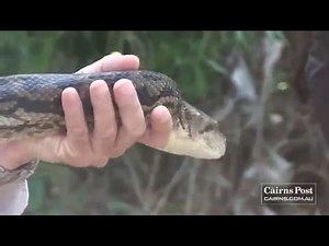 Nagini" Giant 5m Scrub Python - The Cairns Post