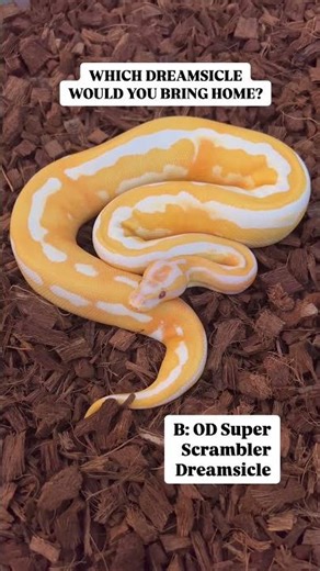 Which Dreamsicle Ball Python Would You Take Home!?!?