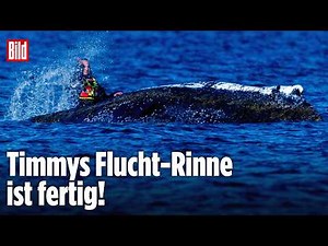 🔴 Tag 26 – Die Rettung vom Ostsee-Wal Timmy geht weiter | BILD LIVE
