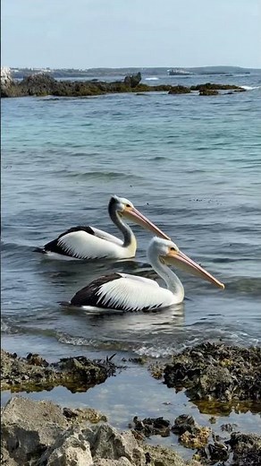 Beautiful Pelican Birds swimming & Powerful Ocean Waves 🌊🐦 | Relaxing Sounds of Nature