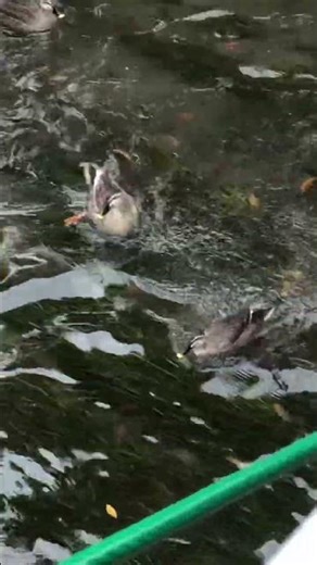 Ducks fighting over food #birds #river #nature #riversoundandbird #duck #wildlife #animals #goose