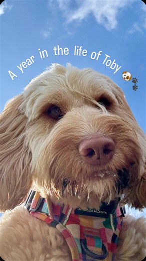 Toby the Cockapoo on Instagram: "A year in the life of Toby 🧸🐾🤎✨ #dogsofinstagram #cockapoosofinstagram #cockapoo #dogsofinsta #dog #cockapoolife #cockapoolove #cockapoosofinsta #cockapoosofinsta #instadog"