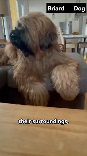 Briard Dog #shorts #short #shortvideo #cute #pets #puppy #dog #dogs #animals