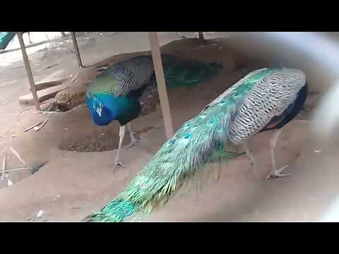 AMAZING Beautiful, Colourful, Natural Peacocks Dance Video Display, peacock dance Zoo.
