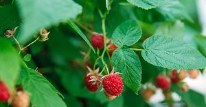 Tout savoir sur le framboisier