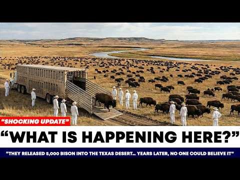 5,000 Bison Were Released Into a Texas Desert, Years Later Their Jaws Dropped to the Floor