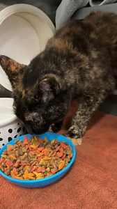 62 reactions · 37 shares | =RESCUED= BEAUTIFUL TORTI SENIOR ALERT 9...