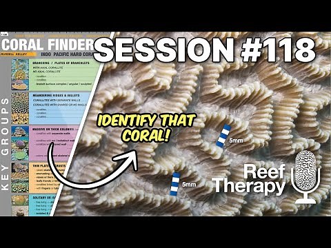 Mastering Coral ID with Coral Finder Guru Russell Kelley | #118