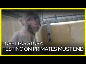 Loretta's Story: This Is Why Experiments on Primates Must End
