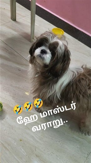 Hey master vararule ...🏋️🏋️‍♂️🤸‍♀️🤸‍♀️😂😂 #shortsfeed #pets #petsrule #petlover #petsempire