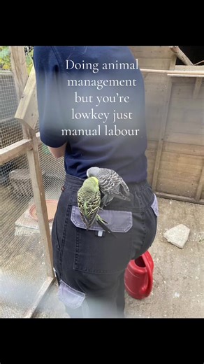 Understanding Animal Management as Manual Labour