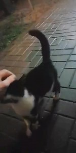 3.5K views · 119 reactions | RADO NAMUS PASTEBĖTAS Šiauliuose, prie Pauliaus veterinarijos kabinetas !!! | Šiaulių letenėlė | Facebook