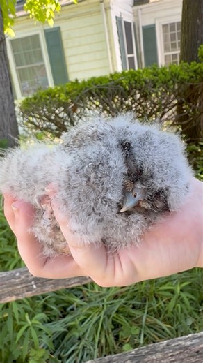 95K views · 1.5K reactions | Some visitors, while walking the trail...