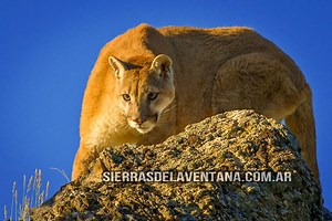 Flora y Fauna de Sierra de la Ventana - Ventania