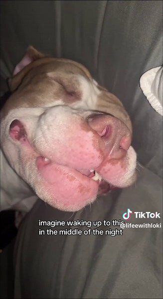 Loki the Dog: A Heartwarming Midnight Surprise