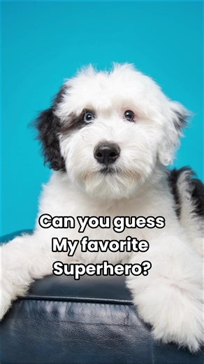 The best superheroes are fluffy. —Benny ⭐️💙🐾 #sheepadoodbenny #bennyandthejett #fluffydogbigheart #superdog