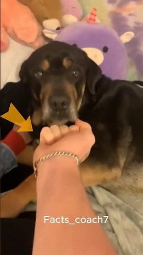 The Middle Finger Experiment on Dogs 🐶