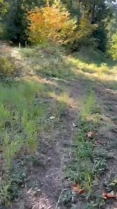 1K views · 30 reactions | What do dogs really need to be happy,...