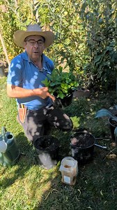 Cómo puede plantar una planta de Guayaba #Poner #planta #Guallaba | El Huerto De Tino