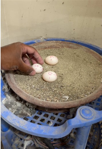 Smart Pigeon Breeding Techniques for Perfect Hatching