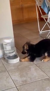 10K views · 329 reactions | German Shepherd Dogs Australia on Reels | Facebook
