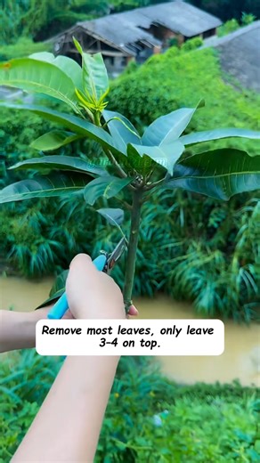 🥭 Propagating mango trees this way guarantees almost 100% success — simple, effective, and perfect for gardeners of any level! 🌱✨ 👉 Love fruitful gardening hacks? Like, share & follow for more practical plant care tips! 🌿 #MangoTree #GardeningTips #Propagation #FruitGarden #HomeGarden #PlantCare #Gardenizi | Happy gardening lifez