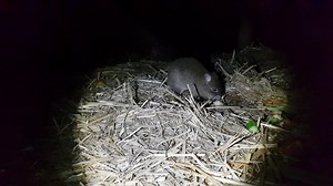 1K views · 93 reactions | Rusty the Brush-tailed Bettong, one of the most endangered mammals on the planet, telling off a Long-nosed Potoroo tonight at AAHQ. | Animals Anonymous | Facebook