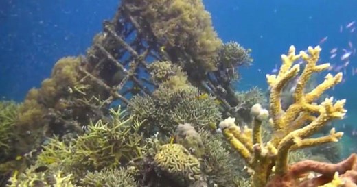 Remote-controlled underwater drone lets anyone become an explorer