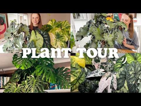 PLANT TOUR 🌱 / Plant review after a long break / New arrangement, giant monstera, plans