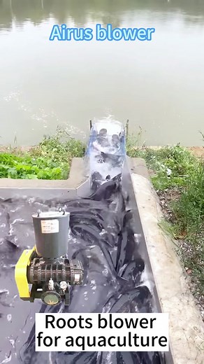 Roots blower for aquaculture. Contact us:info@huadongblower.com Web:www.huadongblower.com#rootsblower #rootsblower #aquaculture #fishfarm #shrim