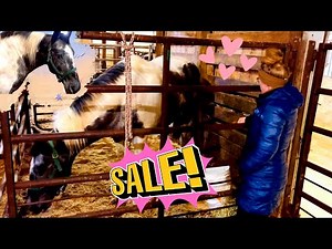 I CAN’T BELIEVE WHAT HAPPENED AT THIS HORSE AUCTION!
