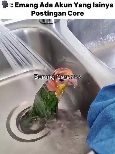 Burung Core: Tips, Fakta, dan Hashtag Populer