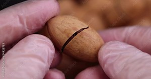 cracked unpeeled pecans close-up on the table, a pile of pecans in the shell Stock Video