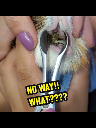 Guinea Pig Molars: Important Health Insight