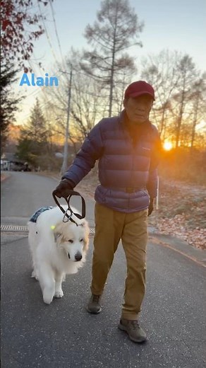 Alain アラン #greatpyrenees #todaysrunrun #グレートピレニーズ #今日のルンルン