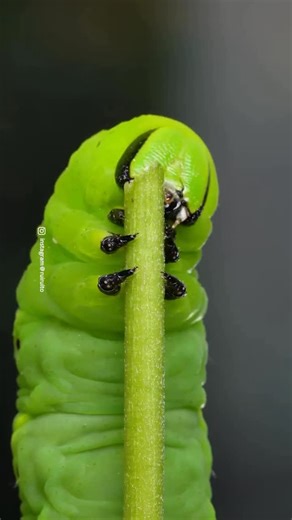 Discover nature on Instagram: "A beautiful video by @ruiruito Thank you for sharing Ruito. Be sure to extend your support by visiting this beautiful gallery and photographer. Hawk moth caterpillars are typically large, smooth-bodied larvae often nicknamed “hornworms” due to the distinctive, harmless horn-like projection they possess near their posterior end. Many species employ remarkable defenses like cryptic coloration or diagonal stripes for camouflage, while others feature large, startling e