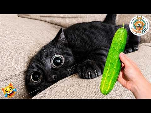 Try Not To Laugh 🤣 Best Funny Cats and Dogs Videos 2026 😺🐶 #43