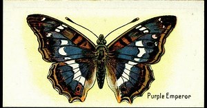 Wycinanki - szablony