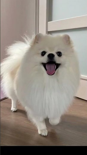 Why Dogs Have Spots and Colors 🐶✨ #Dogs #Nature