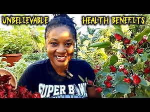 Eight (8) Reasons You MUST GROW ROSELLE/SORREL At Home/UNBELIEVABLE HEALTH BENEFITS