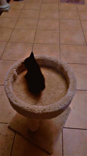 I got my cat 🐈‍⬛ 😭🥰🫶🏾😭 Welcome to the Miles family!! | EEmpress Rissa