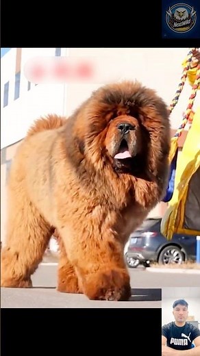 Tibetan Mastiff – The Ultimate Guardian Dog! 🐕🔥