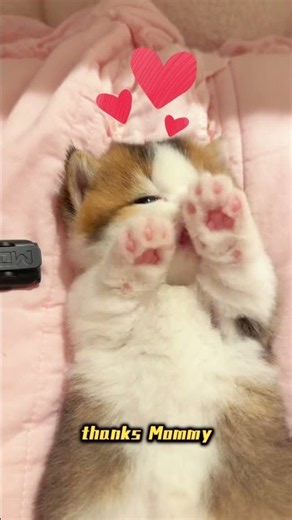 Guys, who wants to kiss my cat's pink jelly beans? 🐾🥰 #cat #adoreble #cute