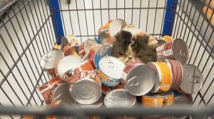 Mind control part 2 | Aaron's Animals