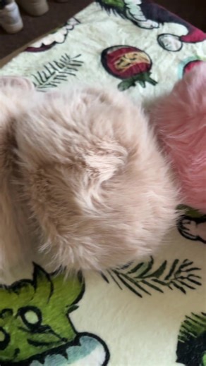 Ultimate Guide to Fluffy Slippers for Cozy Comfort