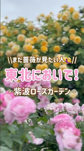 【庭園紹介】まだ薔薇が見たいなら！東北においで♪ #ローズガーデン #岩手県 #東北地方 #バラ園 #バラ #春バラ